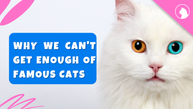 Why We Can't Get Enough of Famous Cats