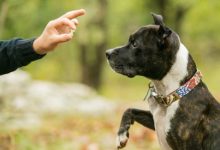 How to Choose the Right Dog Trainer for Your Puppy