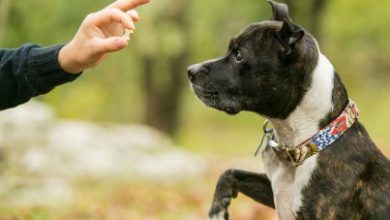 How to Choose the Right Dog Trainer for Your Puppy