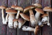 What are some popular recipes featuring edible mushrooms