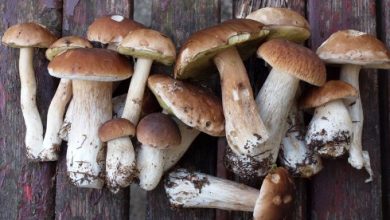 What are some popular recipes featuring edible mushrooms