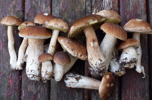 What are some popular recipes featuring edible mushrooms