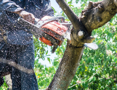 Tree Removal Services