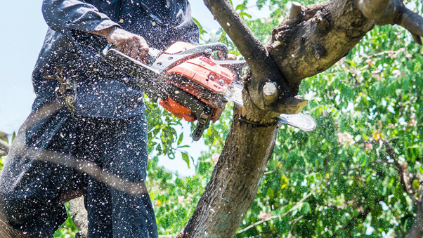 Tree Removal Services