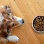 Grain-Free Dog Food