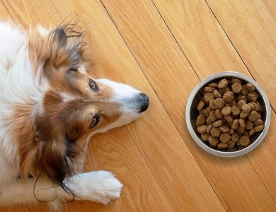 Grain-Free Dog Food