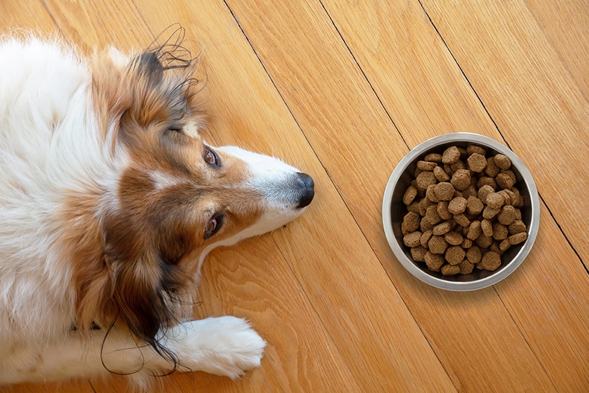 Grain-Free Dog Food