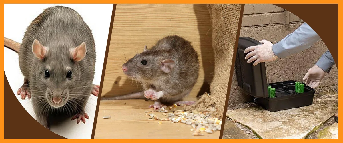 Rodent Control Solutions