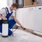 Pest Control 101: Finding the Right Exterminator in Schenectady, NY