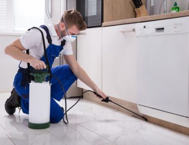 Pest Control 101: Finding the Right Exterminator in Schenectady, NY